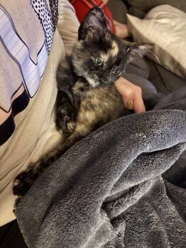 Viva -  Domestic Short Hair Cat for Adoption in Rowlett, Texas - Viva | PetCurious