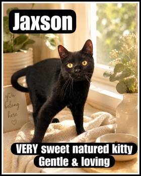 Domestic Short Hair Cats Available for Adoption in Greenville, Delaware - Jaxson (FCID#08/19/2025 - 109) Willow Grove | PetCurious