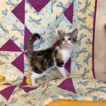 Twilight Sparkle -  Domestic Short Hair Cat Available for Adoption - Twilight Sparkle | PetCurious