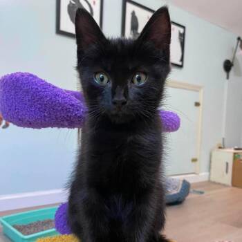 Lycos -  Domestic Short Hair Cat for Adoption in Nashville, Tennessee - Lycos | PetCurious