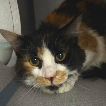 Domestic Long Hair Cats Available for Adoption - Hazel Elara | PetCurious