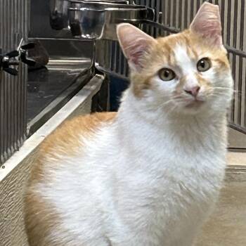 Domestic Short Hair Cats Available for Adoption in Dover, Delaware - Fergus | PetCurious