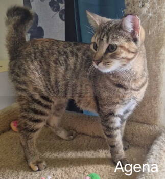 Rescue Domestic Short Hair and American Bobtail Cats for Adoption in Oviedo, Florida - Agena | PetCurious