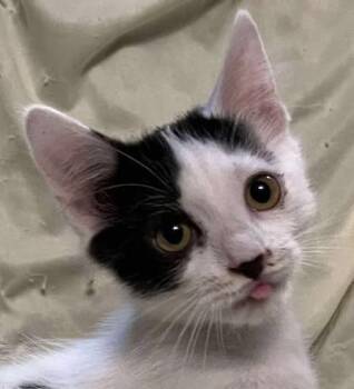 Rescue Domestic Long Hair Cats for Adoption in Connelly Springs, North Carolina - Twiggy | PetCurious