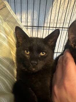 Levitate -  Domestic Short Hair Cat Available for Adoption in Colorado Springs, Colorado - Levitate | PetCurious