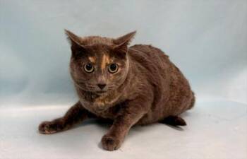 Sunny -  Domestic Short Hair Cat for Adoption in Minneapolis, Minnesota - Sunny | PetCurious