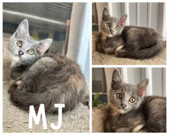 MJ -  Domestic Short Hair Cat for Adoption in Pierceton, Indiana - MJ | PetCurious