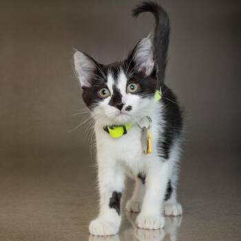 Domestic Short Hair Cats Available for Adoption in St. Louis, Missouri - POLKADOT | PetCurious