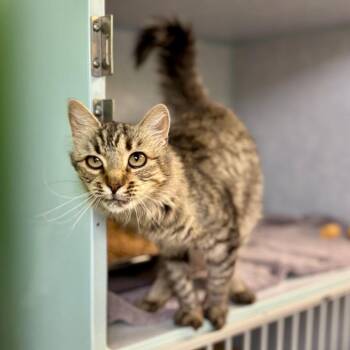 Maple -  Domestic Short Hair Cat for Adoption in Glenwood Springs, Colorado - Maple | PetCurious