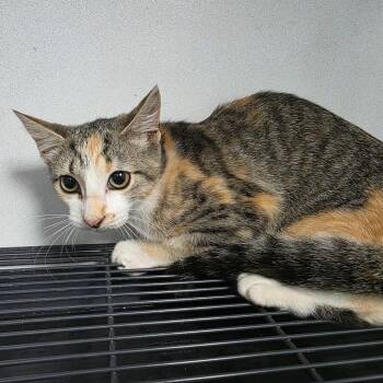 Topanga -  Domestic Short Hair Cat for Adoption in Duncan, Oklahoma - Topanga | PetCurious