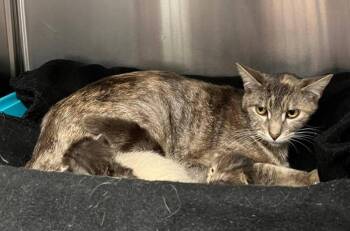 Domestic Short Hair Cats Available for Adoption in Pacifica, California - Miranda Priestly | PetCurious