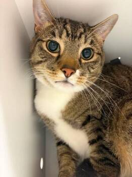 Atlas -  Domestic Short Hair Cat for Adoption in Fruit Heights, Utah - Atlas | PetCurious