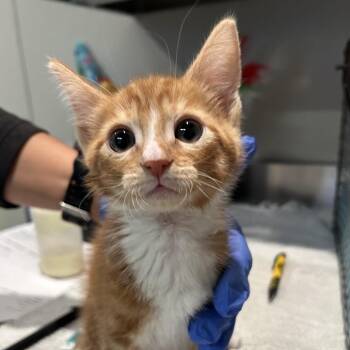 IVHS-Stray-139368 -  Domestic Short Hair Cat for Adoption in San Gabriel, California - IVHS-Stray-139368 | PetCurious