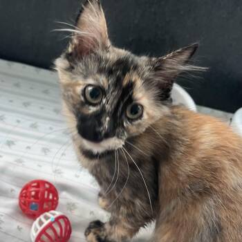 Angelina Ballerina -  Domestic Short Hair Cat for Adoption in Long Beach, California - Angelina Ballerina | PetCurious