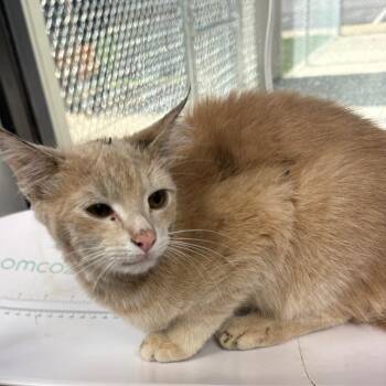Scrubs -  Domestic Short Hair Cat for Adoption in Columbiana, Alabama - Scrubs | PetCurious