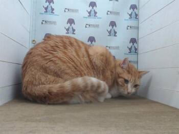 Domestic Short Hair Cats Available for Adoption in Orlando, Florida - KAI | PetCurious