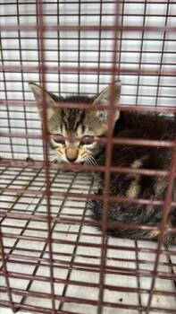 Domestic Short Hair Cats Available for Adoption in Houston, Texas - A654977 | PetCurious