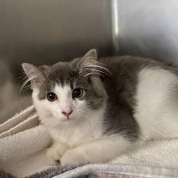 Pumpkin -  Domestic Long Hair Cat for Adoption in Council Bluffs, Iowa - Pumpkin | PetCurious