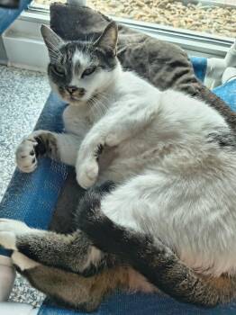 Ms. Dixon -  Domestic Short Hair Cat for Adoption in Athens, Tennessee - Ms. Dixon | PetCurious