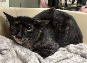 MEOW MEOW -  Domestic Short Hair Cat for Adoption in Minneapolis, Minnesota - MEOW MEOW | PetCurious