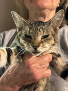 Rosie -  Domestic Short Hair Cat for Adoption in Plattsburgh, New York - Rosie | PetCurious