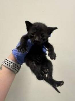 Domestic Short Hair Cats Available for Adoption in Doral, Florida - YETI | PetCurious