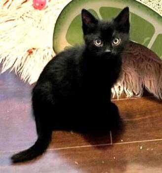 ODIE -  Domestic Short Hair Cat for Adoption in Burbank, California - ODIE | PetCurious
