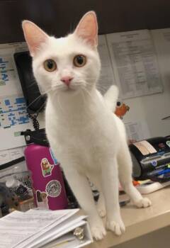 Rescue Domestic Short Hair Cats for Adoption in Prince Frederick, Maryland - Galadriel | PetCurious