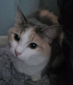 Macie -  Ragdoll Cat for Adoption in Phoenix, Arizona - Macie | PetCurious