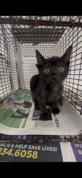 A2479961 -  Domestic Short Hair Cat for Adoption in Fort Lauderdale, Florida - A2479961 | PetCurious