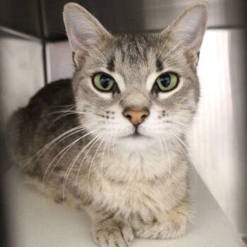 Lena -  Domestic Short Hair Cat for Adoption in Des Moines, Iowa - Lena | PetCurious
