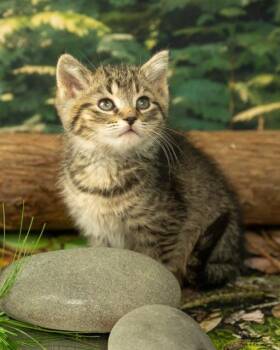 Rescue Domestic Medium Hair Cats for Adoption in Lapeer, Michigan - Razz | PetCurious