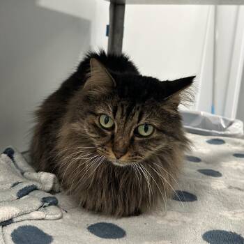 Rescue Domestic Long Hair Cats for Adoption in North Haven, Connecticut - Maple | PetCurious