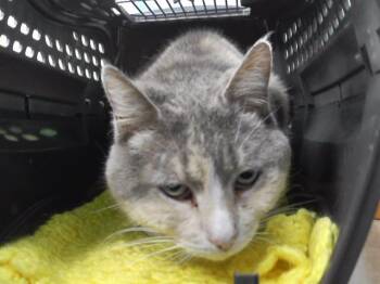 LUCILLE -  Domestic Short Hair Cat for Adoption in Omaha, Nebraska - LUCILLE | PetCurious