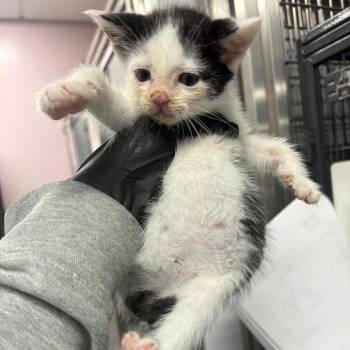 Nettle -  Domestic Short Hair Cat for Adoption in Binghamton, New York - Nettle | PetCurious