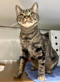 CALYPSO -  Domestic Short Hair Cat for Adoption in San Francisco, California - CALYPSO | PetCurious