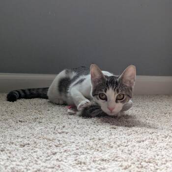 Buttercup -  Domestic Short Hair Cat for Adoption in Jacksonville, Florida - Buttercup | PetCurious