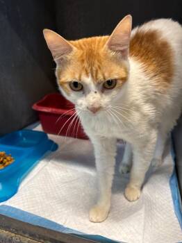 Diablo -  Domestic Short Hair Cat for Adoption in Metter, Georgia - Diablo | PetCurious
