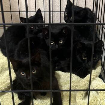 Rescue Domestic Short Hair Cats for Adoption in Chino Hills, California - Devoid C000-471- Chino Hills Location | PetCurious