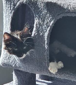Phelps -  Domestic Long Hair Cat for Adoption in Gilbert, Arizona - Phelps | PetCurious