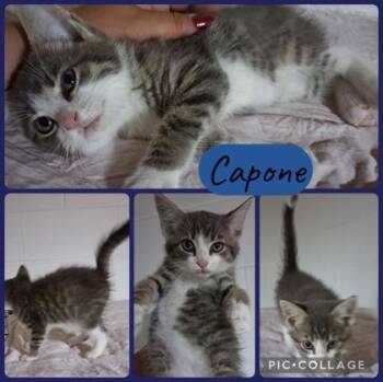 Capone -  Domestic Short Hair Cat for Adoption in Wilkesboro, North Carolina - Capone | PetCurious