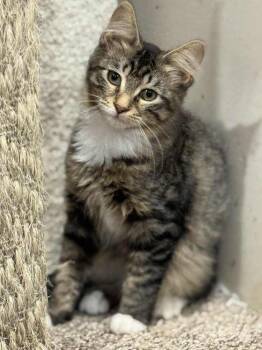 Rescue Domestic Medium Hair Cats for Adoption in Dallas, Pennsylvania - HAKUNA | PetCurious