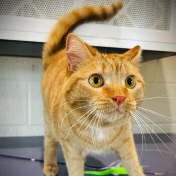 Punkin Pie -  Domestic Short Hair Cat for Adoption in Englewood, Florida - Punkin Pie | PetCurious