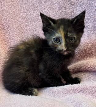 Tarot -  Domestic Short Hair Cat for Adoption in Little Rock, Arkansas - Tarot | PetCurious