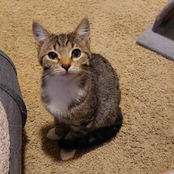 Rescue Domestic Short Hair Cats for Adoption in Nampa, Idaho - Charm | PetCurious