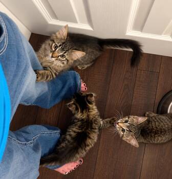 Flaxon -  Domestic Long Hair Cat for Adoption in Denver, Colorado - Flaxon | PetCurious