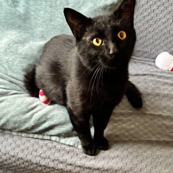 Domestic Short Hair Cats Available for Adoption in Plano, Texas - OTIS- THE PLAYTIME PRO | PetCurious