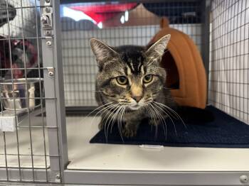 Broseph -  Domestic Short Hair Cat for Adoption in Houston, Texas - Broseph | PetCurious