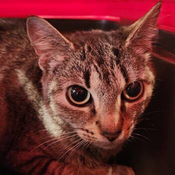 Rescue Domestic Short Hair Cats for Adoption in Cumming, Georgia - Darcy | PetCurious