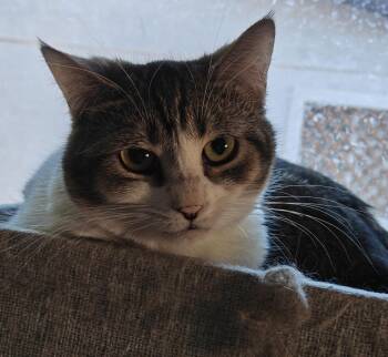 Domestic Short Hair Cats Available for Adoption - Eris | PetCurious